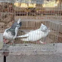 پرنده