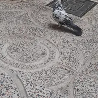 کفتر.کبوتر