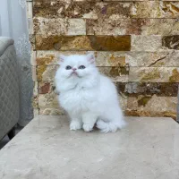 پرشین عروسکی|گربه|مهاباد (آذربایجان غربی), |دیوار