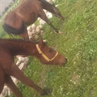 اسب مادیون عربی