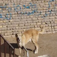 سگ دهن پاک درشت