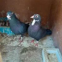 سلام ماده پلنگ