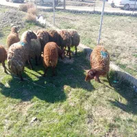 بره کهنه ماده ونر