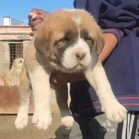 توله /سگ /آلابای / افغان بالغ|سگ|تهران, جماران (نیاوران)|دیوار