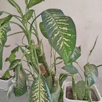 گل گیاە|گل و گیاه طبیعی|بوکان, |دیوار