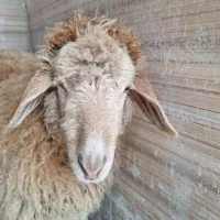 زبح گوسفند و حیوانات دیگر