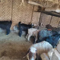 بره و بیگ شیری|حیوانات مزرعه|گتوند, |دیوار