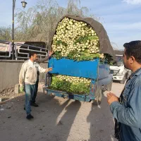 باسلام راننده سایپا هستم