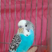 مرغ عشق نر|پرنده|لنجان, |دیوار