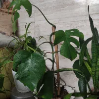 گل برگ انجیری، پتوس، سانسوریا|گل و گیاه طبیعی|رشت, جماران|دیوار