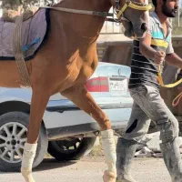 اسب ترکمن  فروش فوری