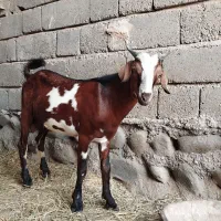 کهر نر (چپشت) چاق