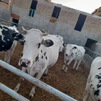 چند راس گاو شیری باگوساله|حیوانات مزرعه|سبزوار, قصبه غربی|دیوار