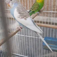 یک جفت مرغ عشق