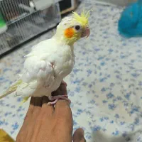 جوجه عروس و جوجه مرغ عشق دستی