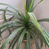 گل پاندانوس|گل و گیاه طبیعی|ورامین, ورامین|دیوار