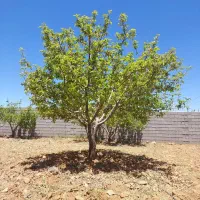 باغشهر ۱۰۰۰ متری آبپرده|فروش خانه و ویلا|شیراز, کودیان|دیوار