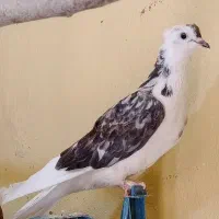 کبوتر|پرنده|ایوان, |دیوار