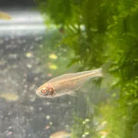 تترا،گوپی،مولی