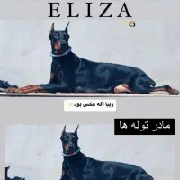 سگ ماده دوبرمن