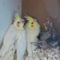 جوجه عروس هلندی