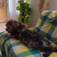 یک سگ پشمالوی گمشده امروزعصر ساعت ۱۹|سگ|نوشهر, |دیوار