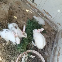خرگوش
