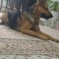 سگ ژرمن شپر