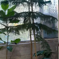 فروش گل طبیعی کاج