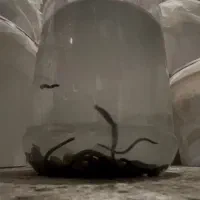 زالو طبی و ارایشی