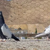 فروش کبوتر طوق سبز|پرنده|شیراز, ارم|دیوار