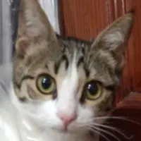 گربه ی گمشده|گربه|سلماس, |دیوار