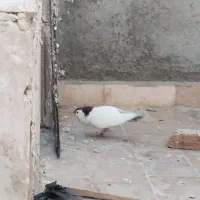 خال دم|پرنده|قوچان, |دیوار
