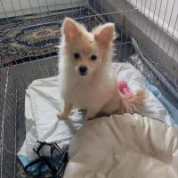 سگ پامرین|سگ|باقرشهر, |دیوار