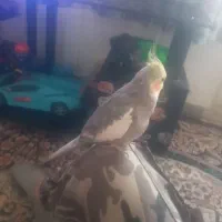 عروس هلندی نر سخنگو