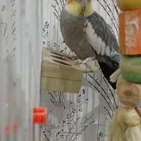 فروش عروس هلندی|پرنده|شاهین‌شهر, گزبرخوار|دیوار