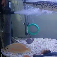 ماهی گوشتخوار  توافقی