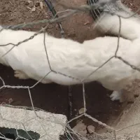 سگ میکس اشپیتز شیتزو|سگ|کازرون, |دیوار