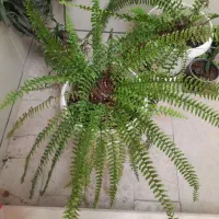 گل و گلدون با رشد عا  لی