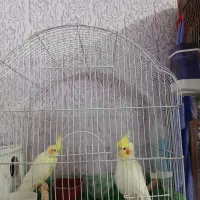 جفت عروس هلندی مولد