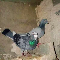 کفتر پلاکی|پرنده|کازرون, |دیوار