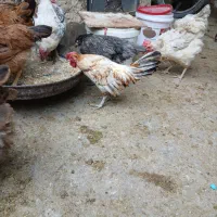 سه مرغ سه خورس میناطوری