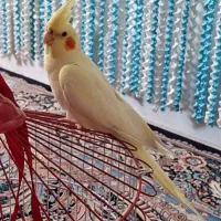 عروس گمشده|پرنده|قم, باجک دو|دیوار