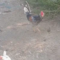 خروس گلین طوسی