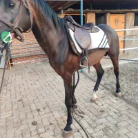 اسب نریان عرب ۴سالع