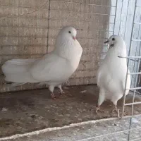 کبوتر سفید خال زرد شمرونی