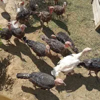 بوقلمون ۵.۶ ماهه