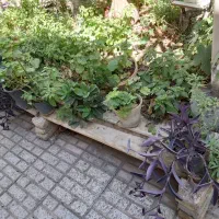 گل طبیعی