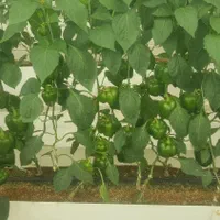 کار در گلخانه به همراه محل اسکان|استخدام صنعتی، فنی، مهندسی|اصفهان, بهارستان|دیوار