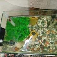 آکواریوم شیشه خم|ماهی|قزوین, |دیوار